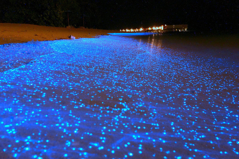  Биолюминесцентный пляж на Мальдивах