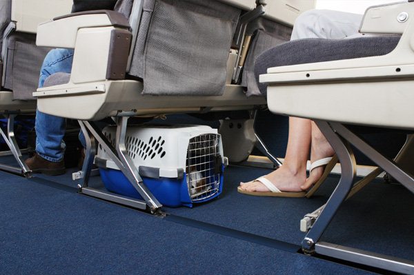 перевозка собаки в салоне самолета