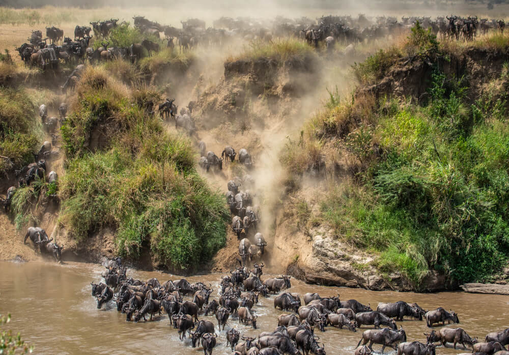 Когда миграция животных в Танзании