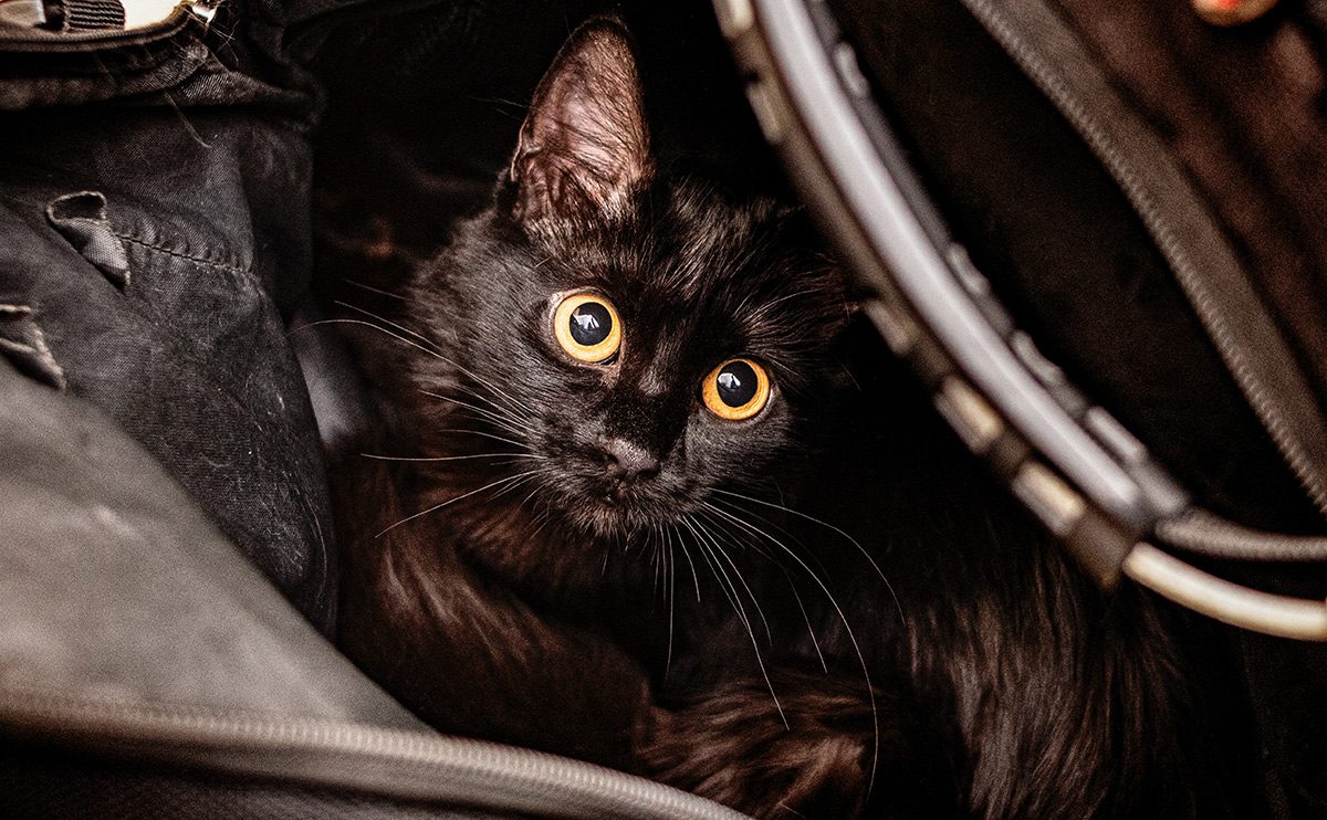Кошка в сумке