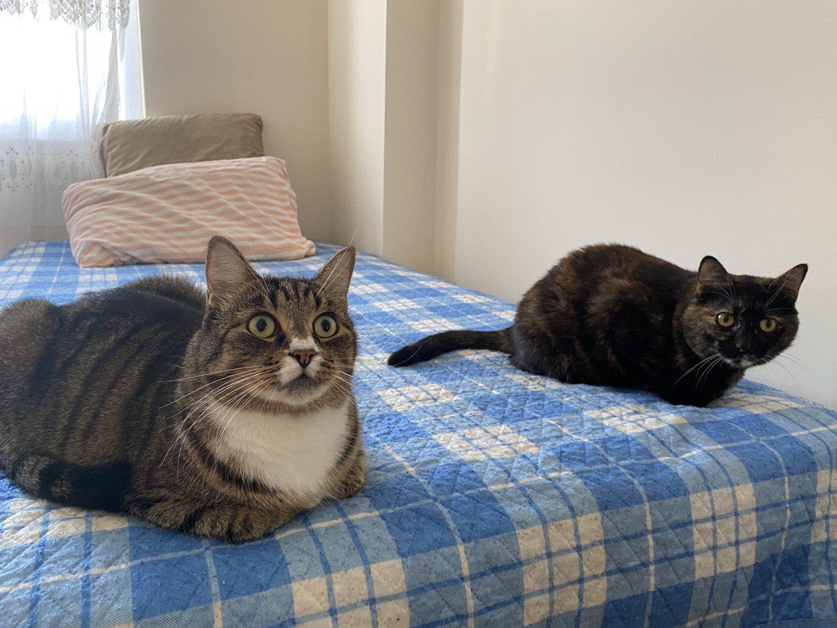 Две кошки на кровати