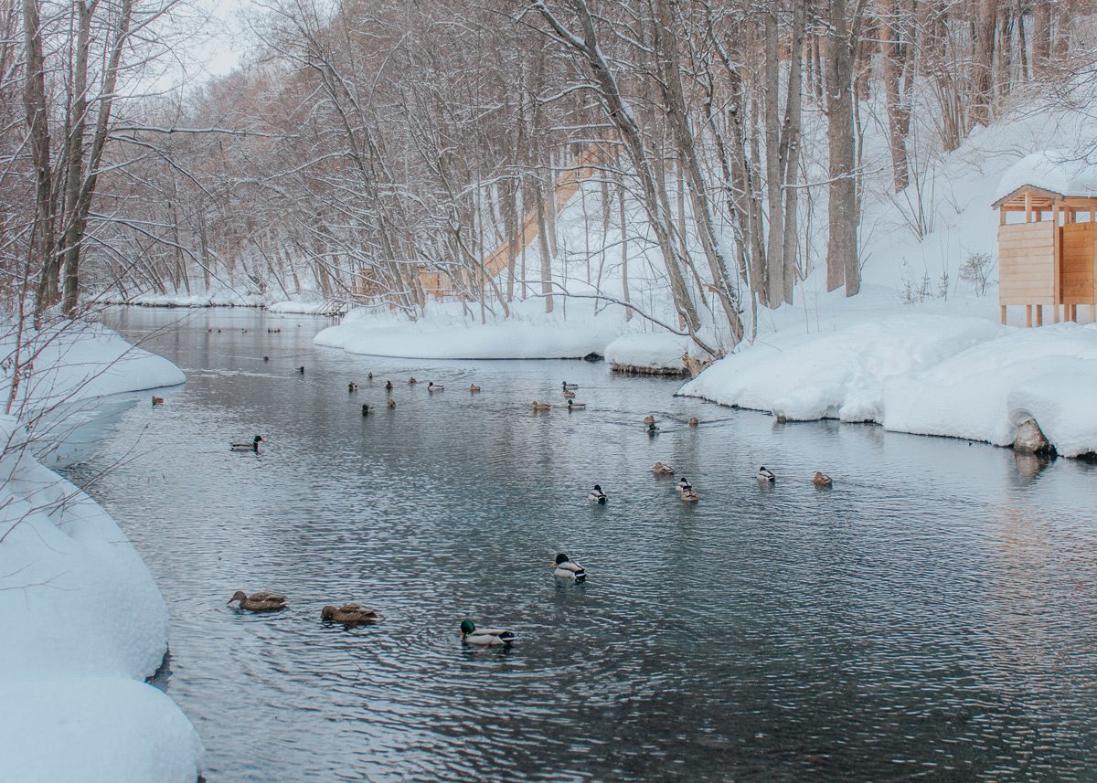 Утки плавают в замерзшем озере среди снегов