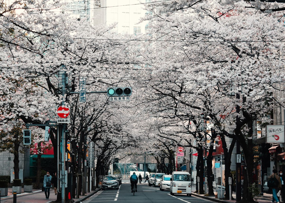 Цветущая в городе сакура