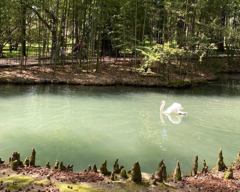Белый лебедь переплывает озеро