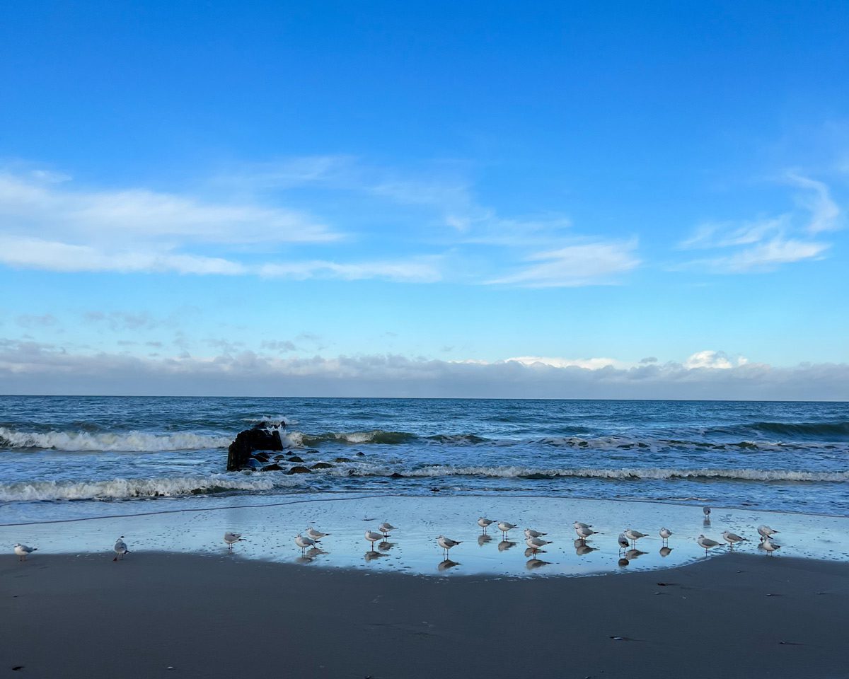 Чайки на берегу Балтийского моря