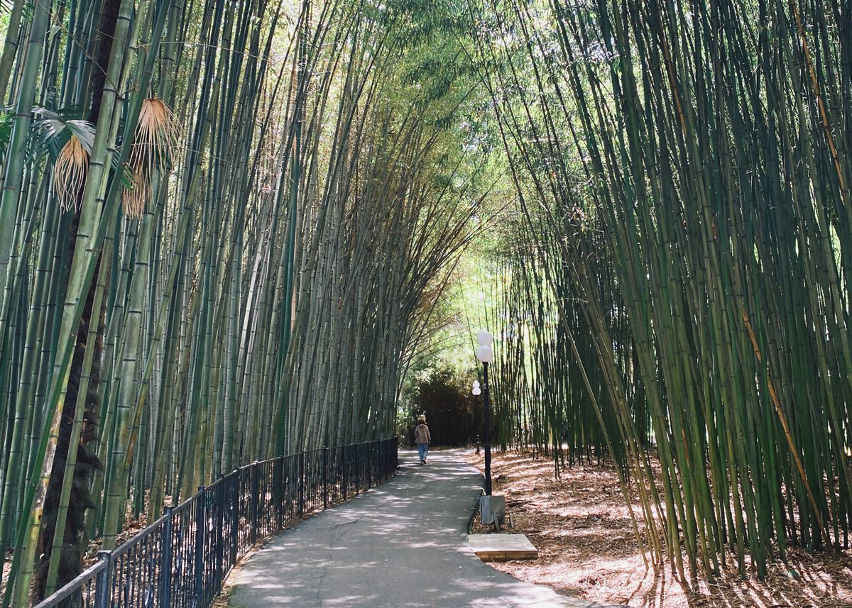 Тропинка в бамбуковой роще