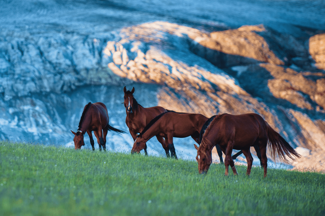 Лошади около заснеженной горы