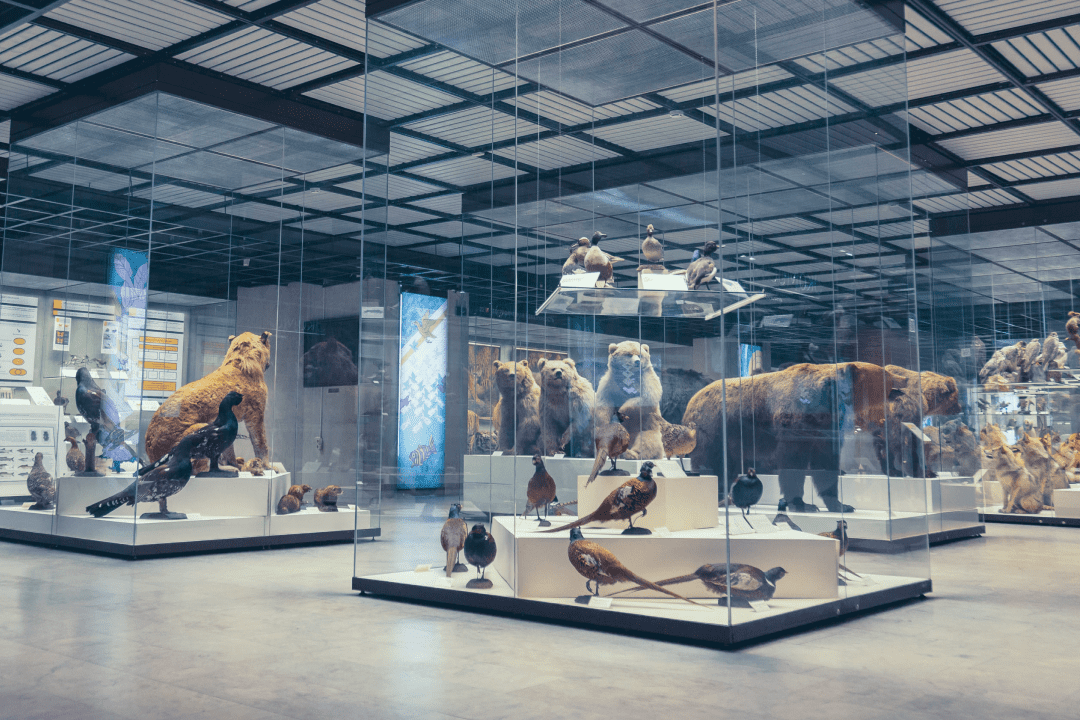 Дарвинский музей в Москве