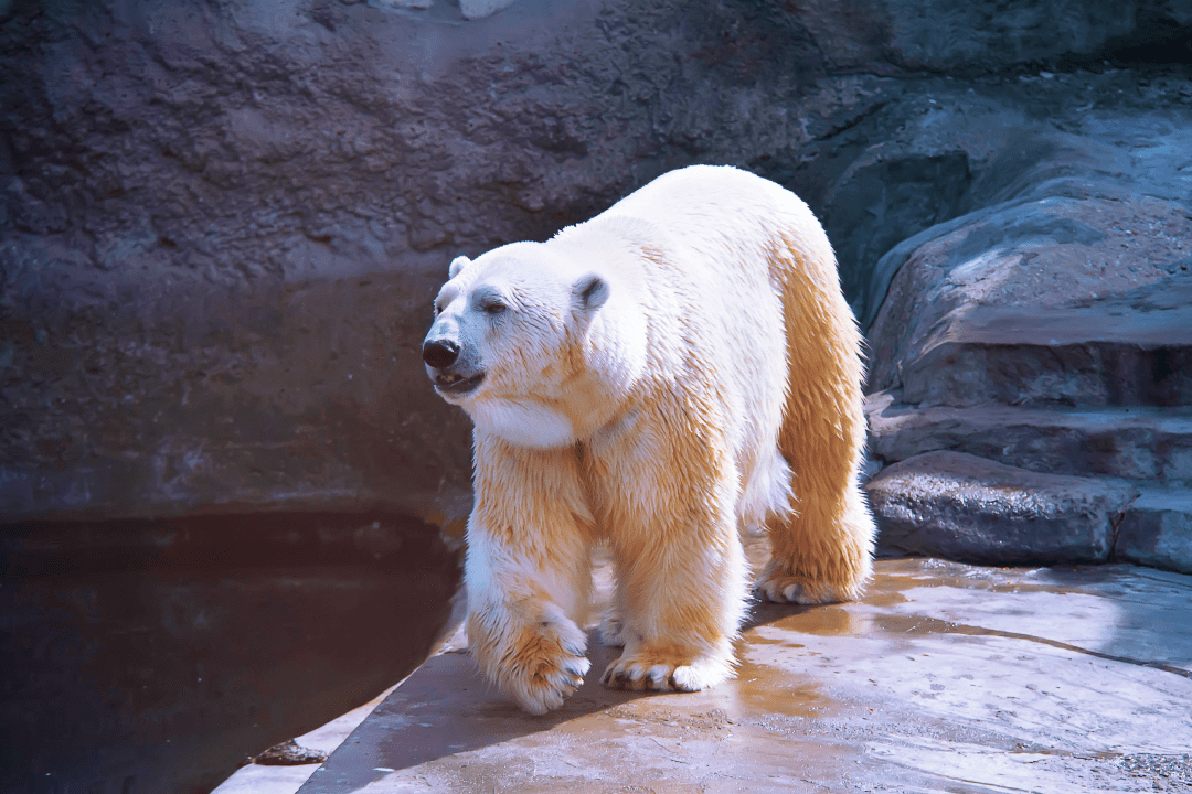 Белый медведь в московском зоопарке
