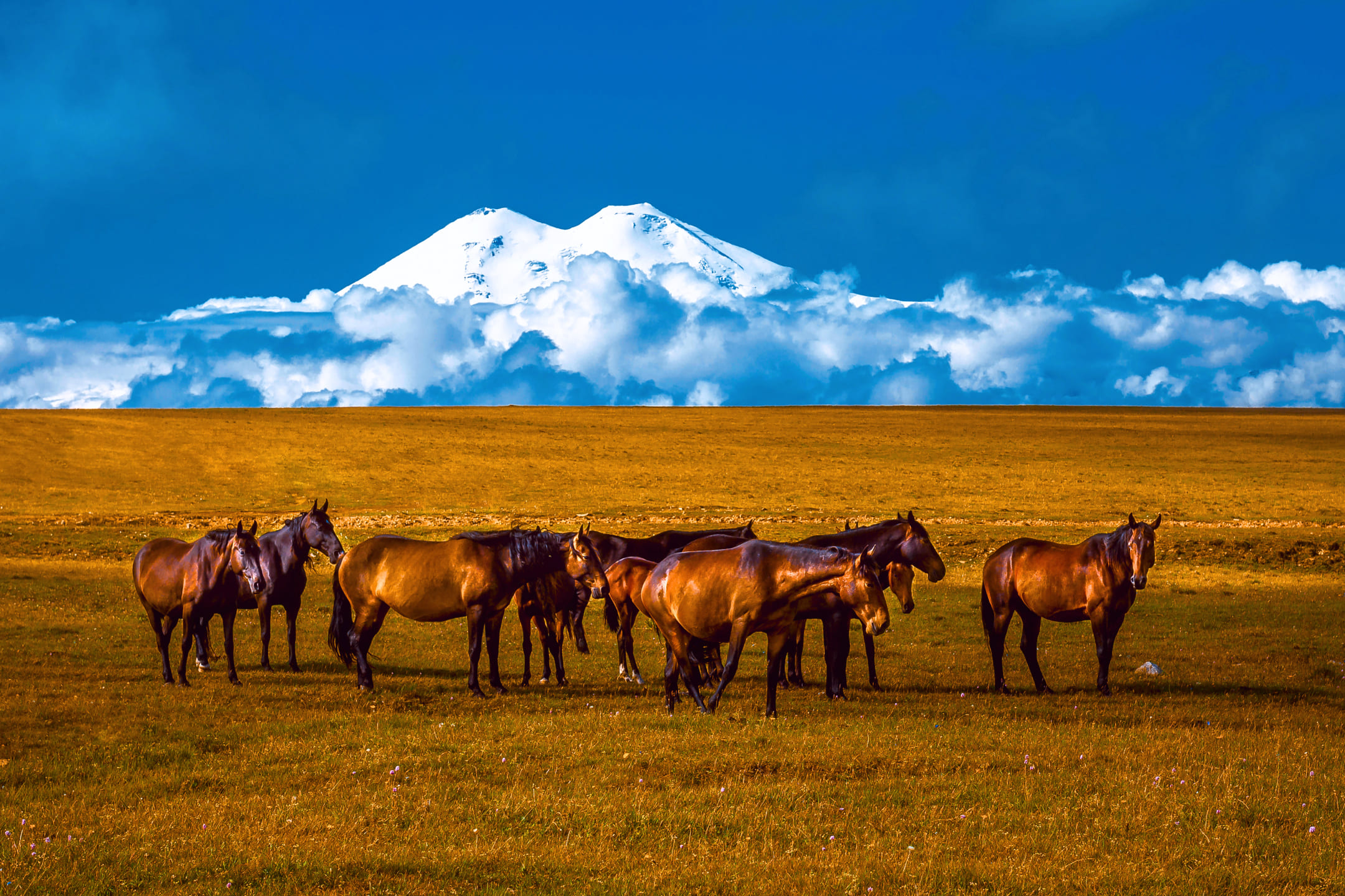 Лошади пасутся на равнине