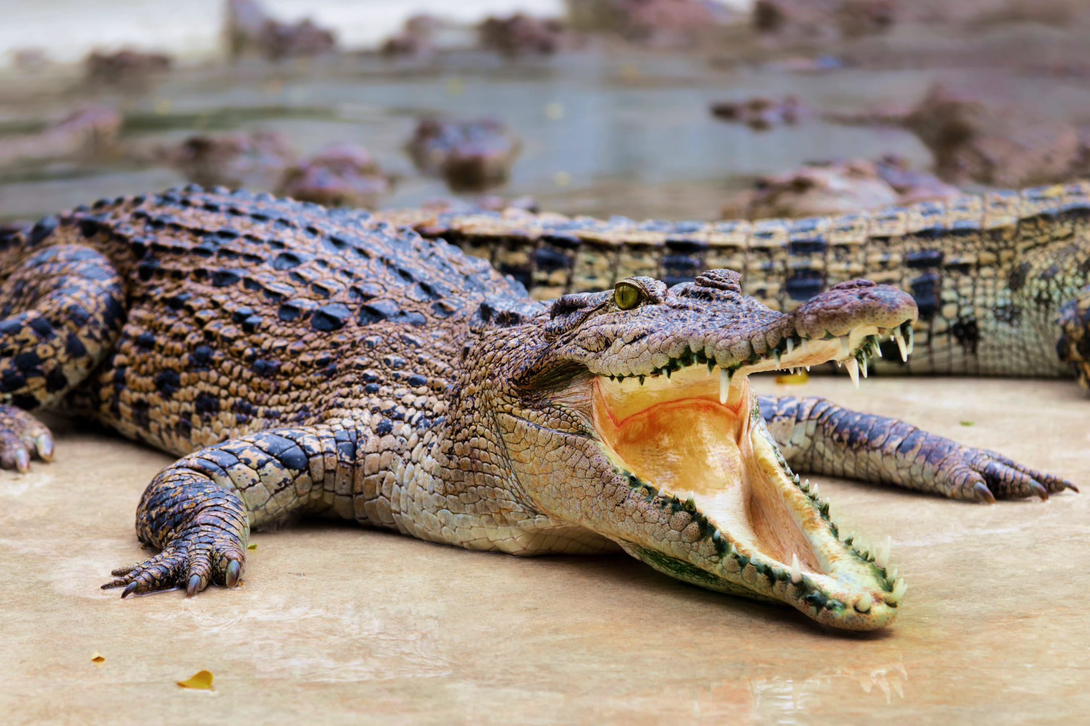 Крокодил разинул пасть
