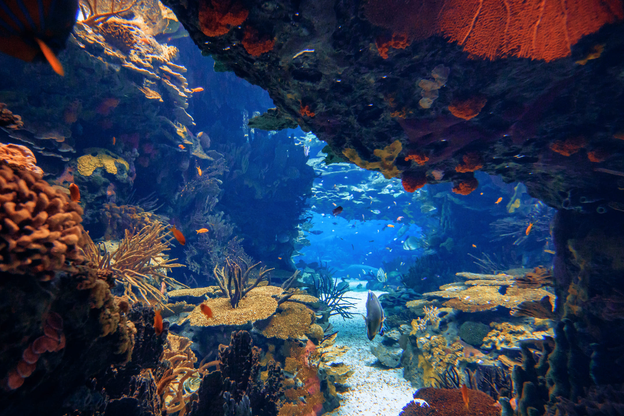 Океанариум в Португалии