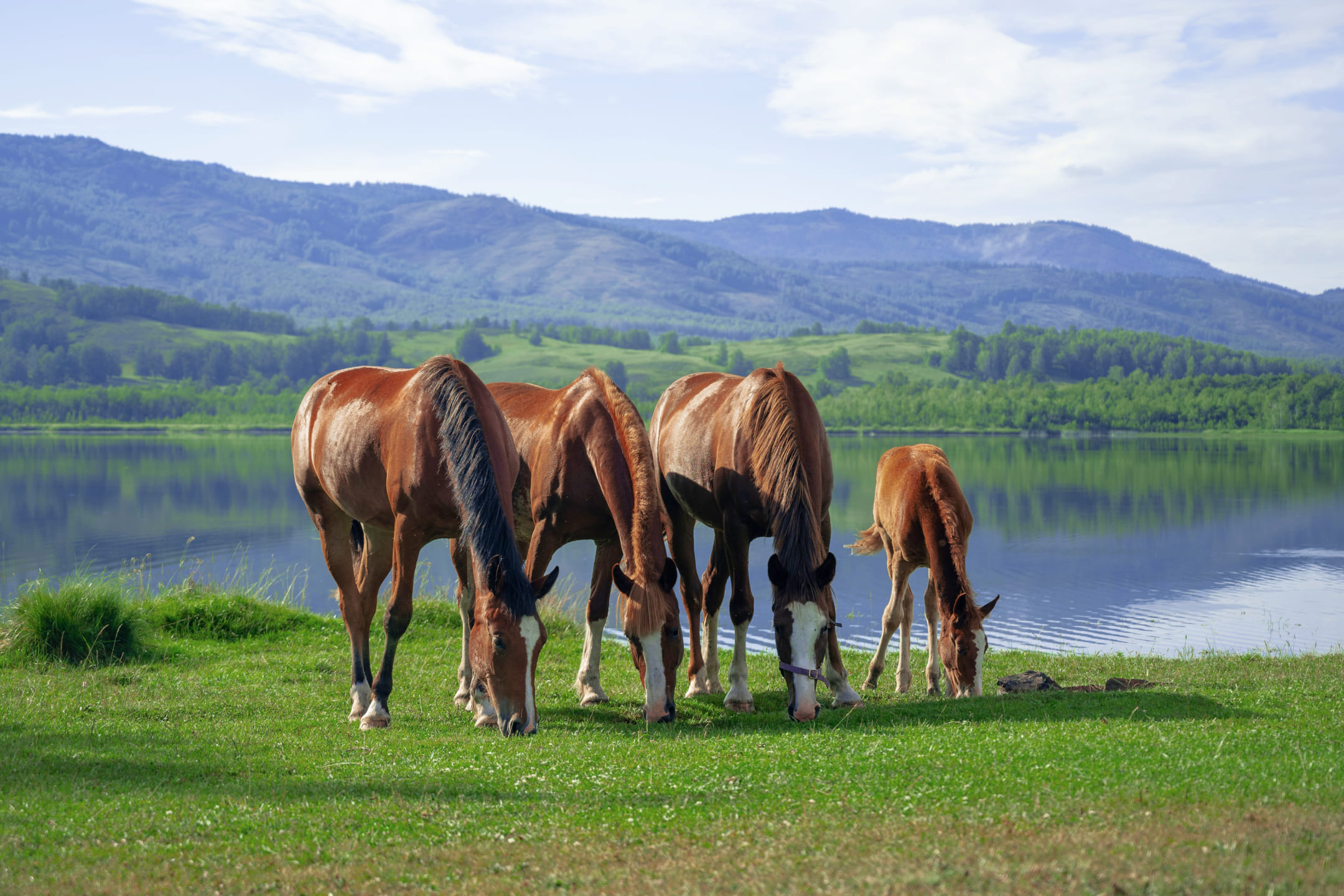 Семейство лошадей посется на лугу