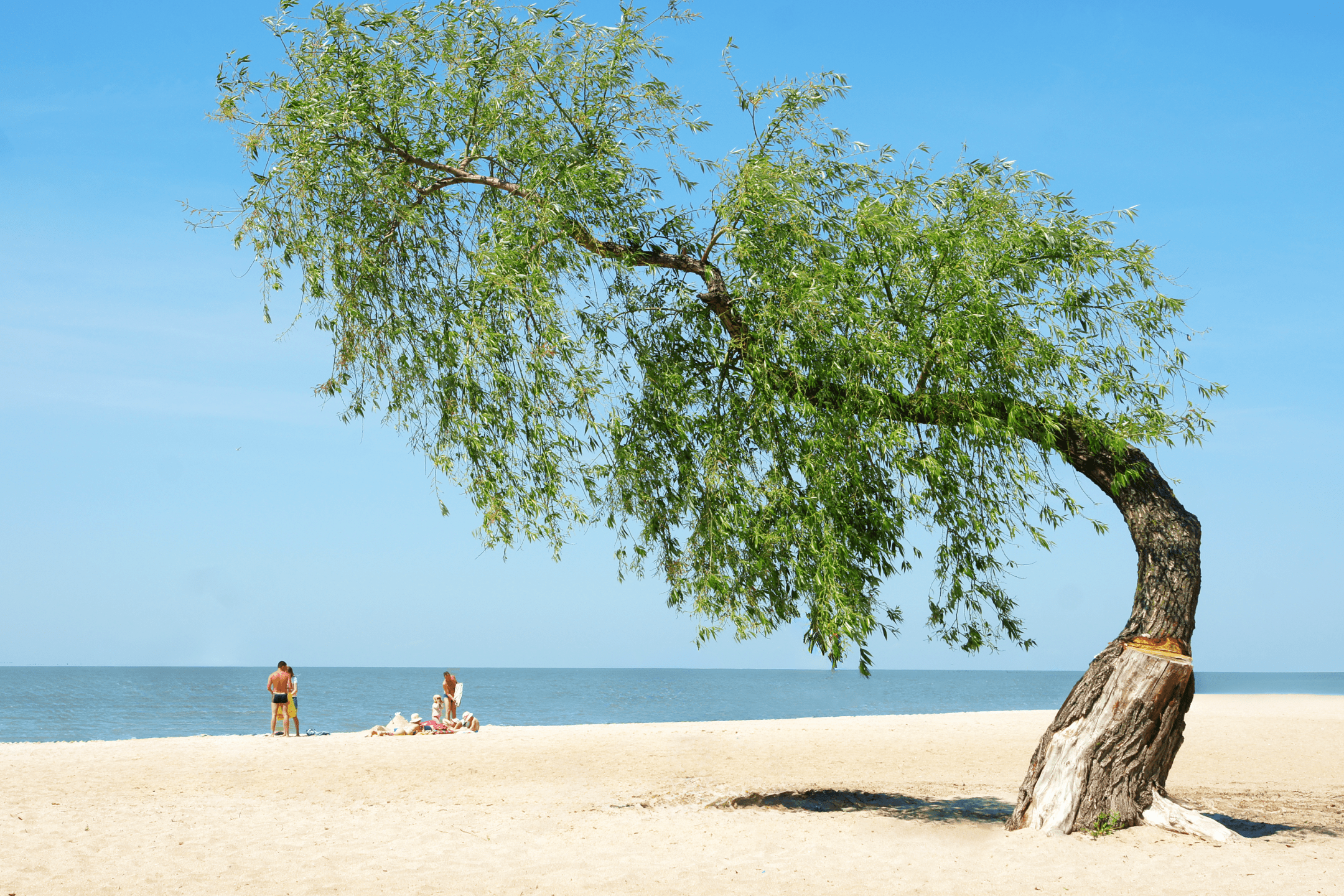 Дерево под наклоном на пляже