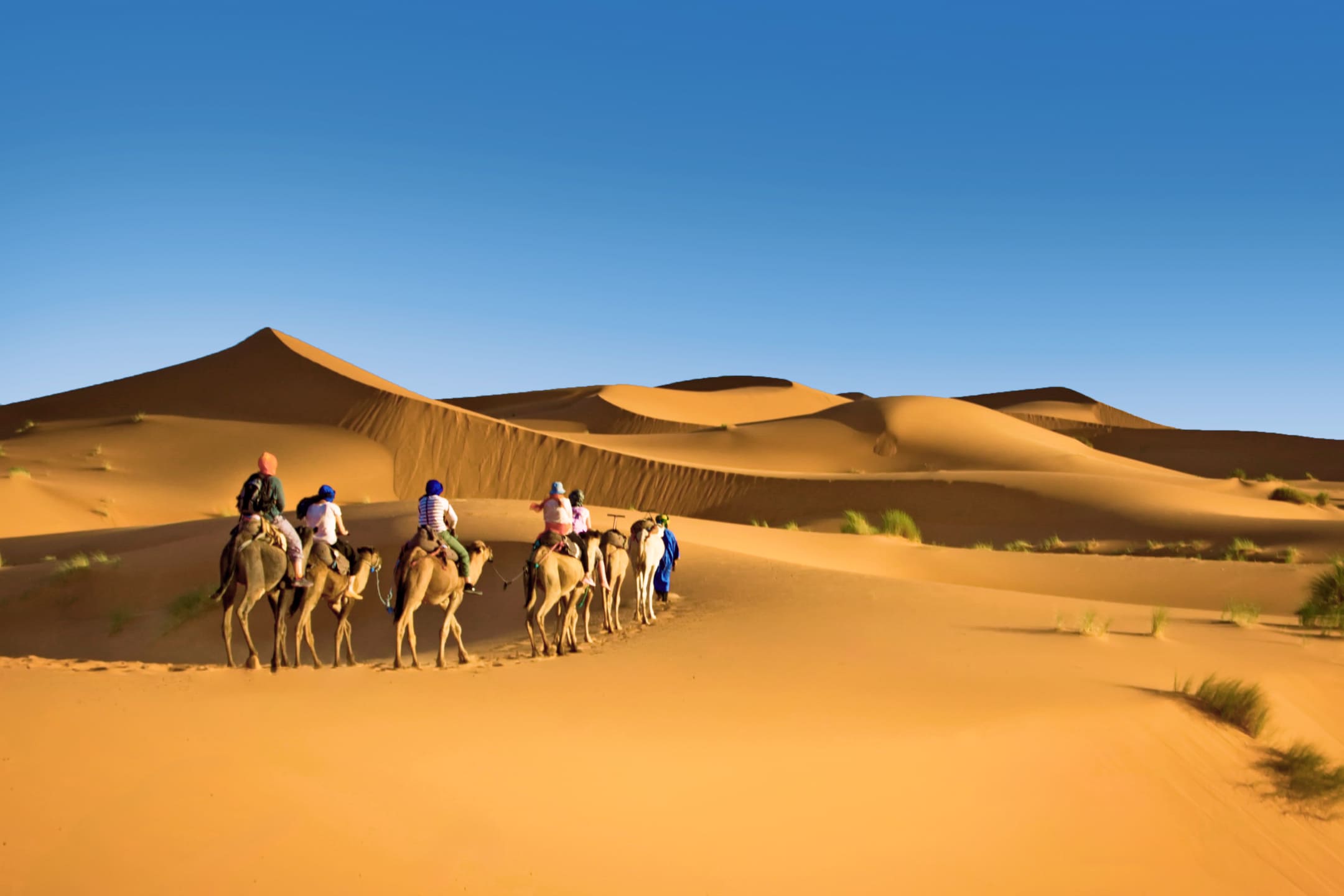 Вереница верблюдов в пустыне